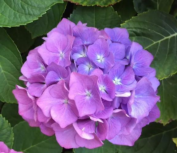 Le Ghiaie Relax פורטופראיו